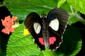 PAPILIONIDAE, Parides